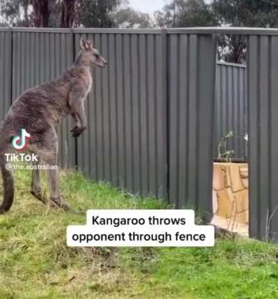 Kangaroo Fight ??