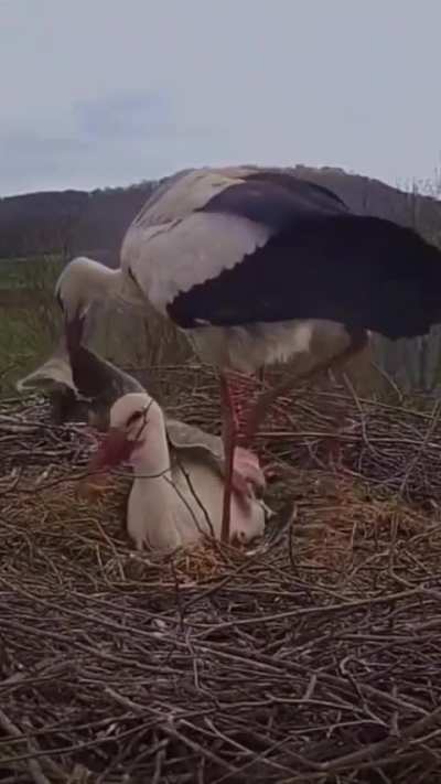 ?Stork brings a blanket for the female to keep her and the eggs warm in the morning..