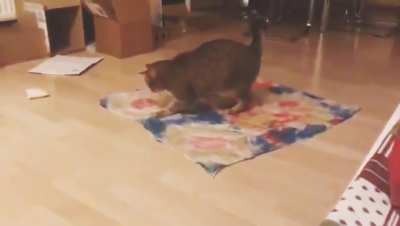 Just a cat being a cat