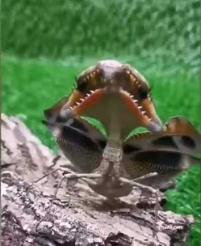 ? The Malaysian Dead Leaf Mantis mimicking a mouth with teeth to scare off predators.
