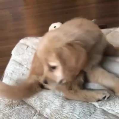 Caught his tail