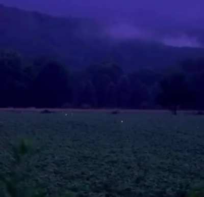 ? Field of fireflies ?