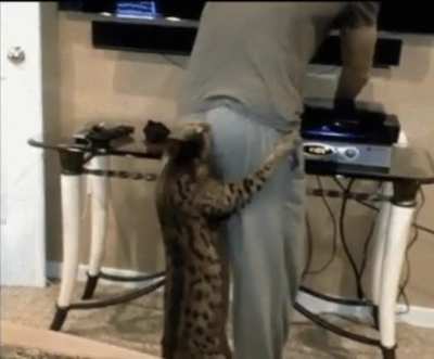 Yoooo wtf Kitty ????