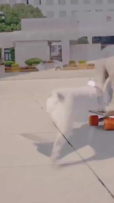 This little dog can skateboard