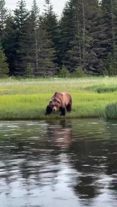 Bear