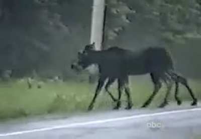 ? aN eIgHt-LeGgEd MoOsE