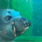 Glass Snoot Boop