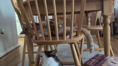 Just some nice sibling taps ?