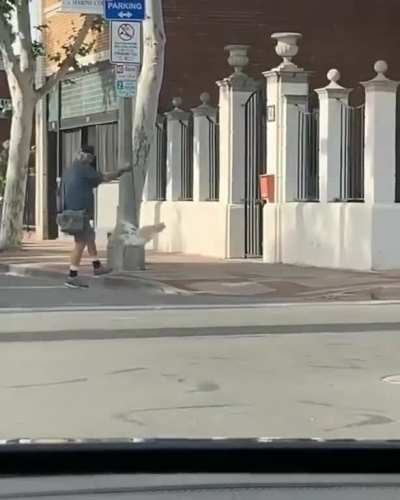 Someone is flying a goose on the street.