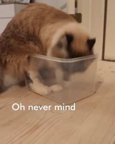 I fit