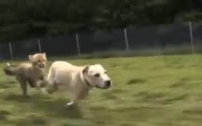 ? Cheetahs are naturally anxious animals, so they’re sometimes given emotional support dogs
