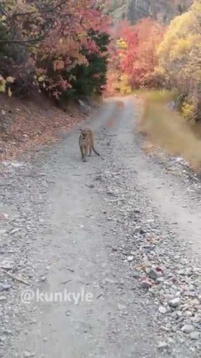 Cougar stalks man for 6 minutes in Utah