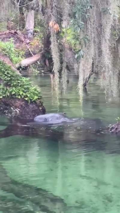 ? Manatee at Blue Spring State Park, Florida