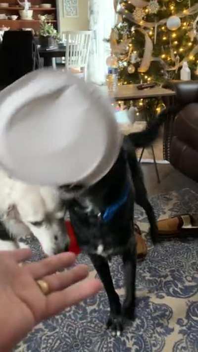 We gave Hawkeye and Oreo some scraps from the prime rib I made last night and now he’s prancing around like a 4 legged Oliver Twist with the plate and won’t give it up. “Please, sir, can I have some more?”