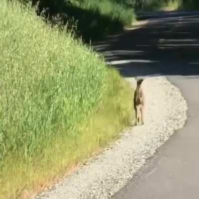 Bambi, yes, yes,yes.