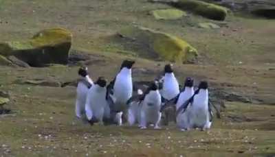? Penguins chasing a butterfly