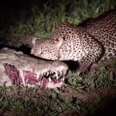 ? Leopard eats right out a Crocodile's mouth