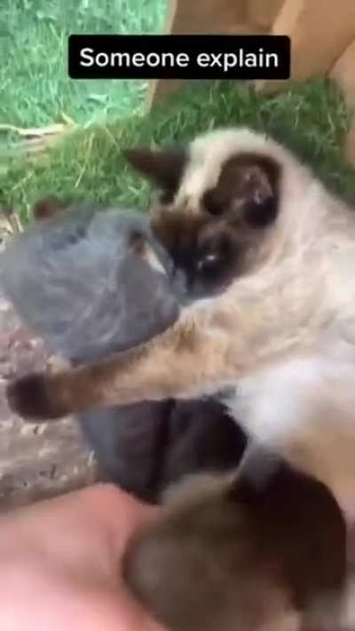 Kitten with a birth defect.