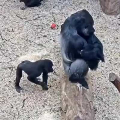 ? Baby Gorilla making fun with elderly Gorilla in a game Reserve.