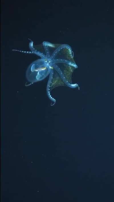 ? A Rare Footage of Glass Octopus