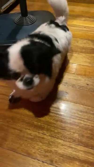 I love em treatos!! #melothedog ???