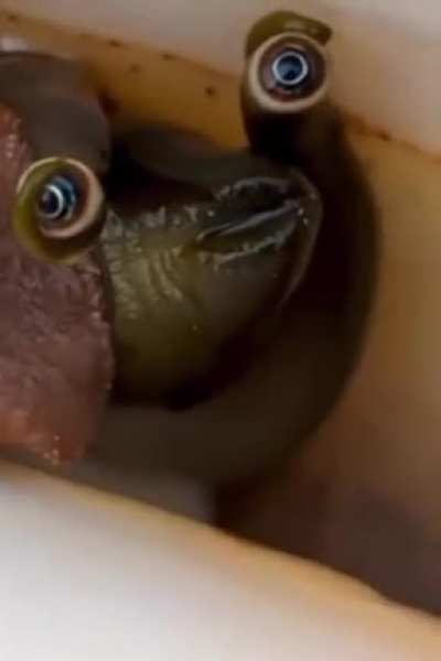 ? The eyes on a conch