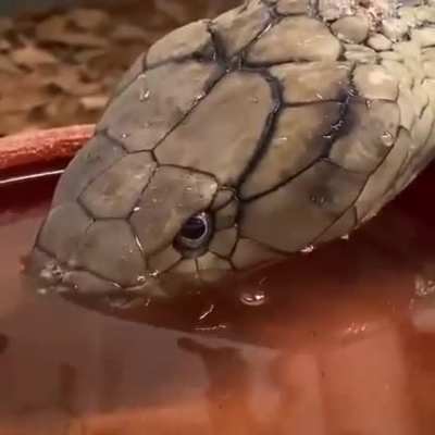 ?Snake drinking water