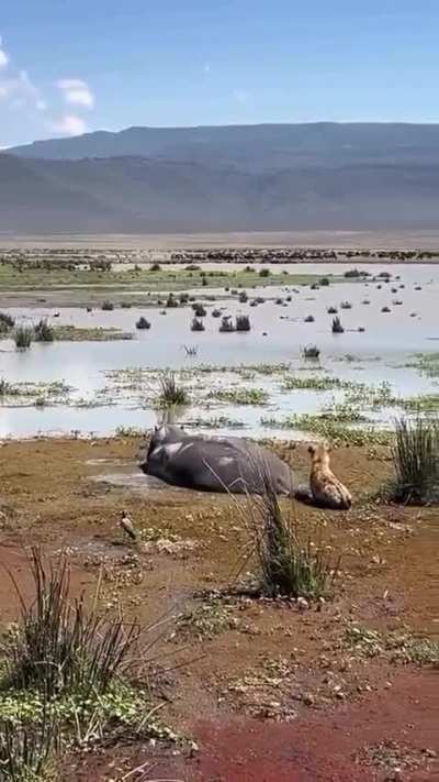 ? Opportunistic hyena lucky to survive a very close escape from wallowing hippo