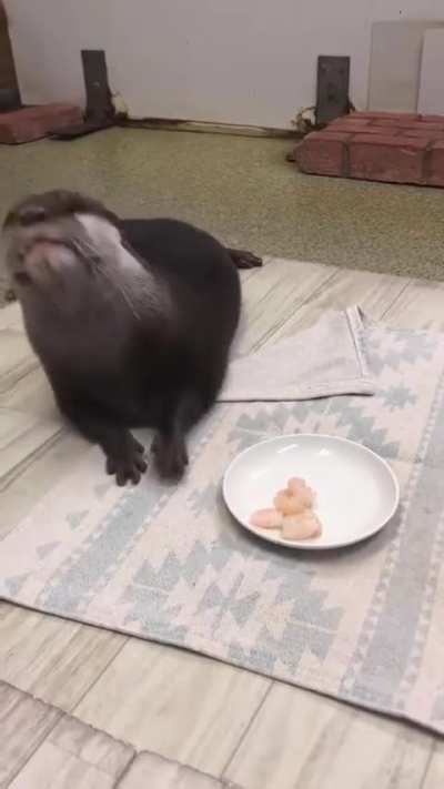 ? Otters munching on shrimp
