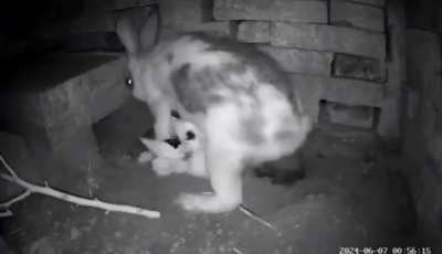 This mother rabbit hides her babies to protect them from danger, takes them out of the hiding place, feeds them and then secures them again.