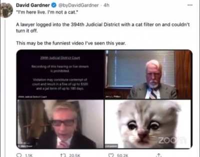 “I’m not a cat”???
