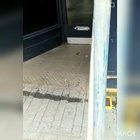 A Pest Problem