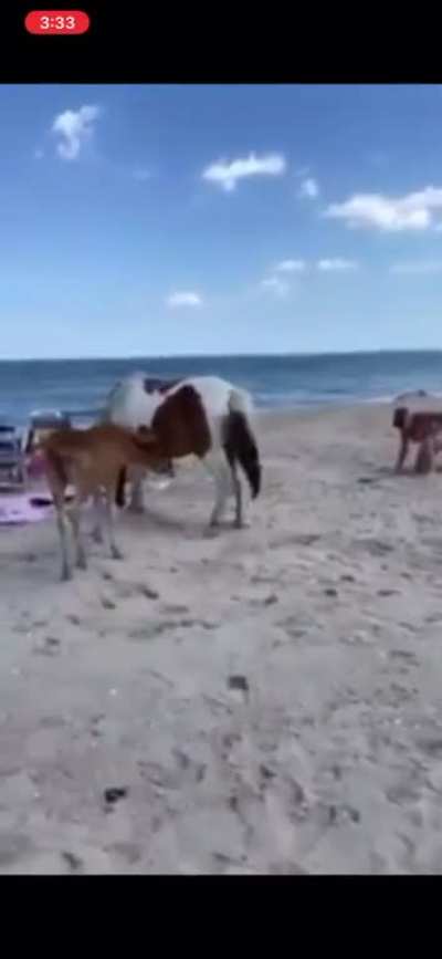Yeah let me just smack this horse on the ass while standing behind it.