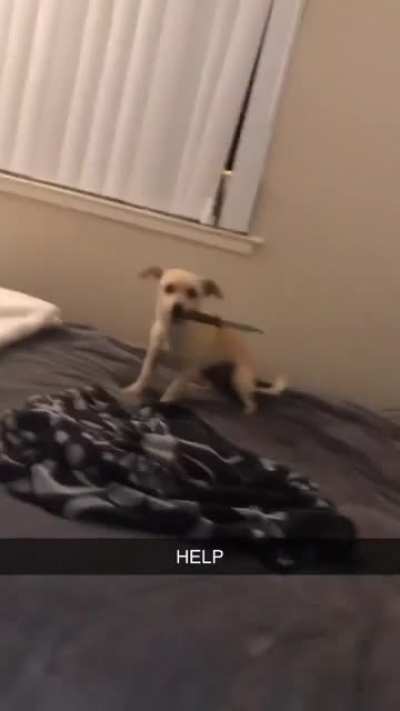 Deadly Dog ???