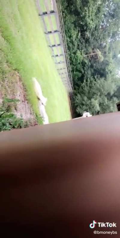 What you looking at