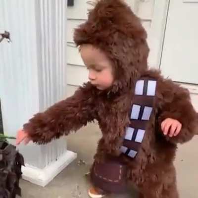Wookie in training