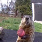 Nom... Nom... Wait for it.