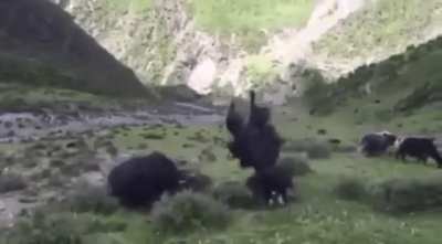 ?This Yak becomes an accidental acrobat after charging a rival. ?
