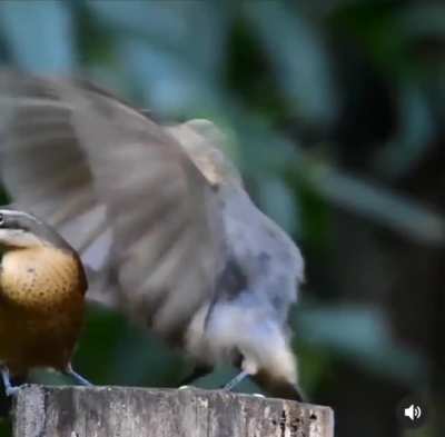 ? Male Victoria Rifle bird mating dance