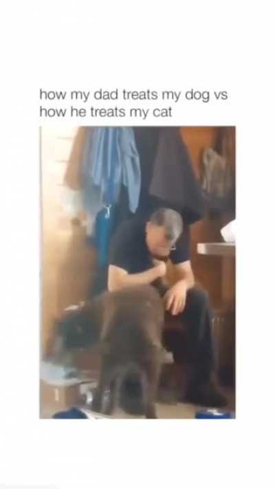 dogs are way better than cats