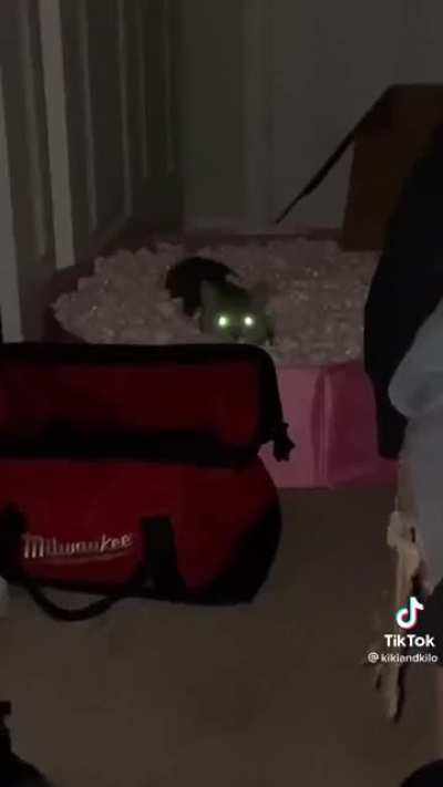 Owning Cats