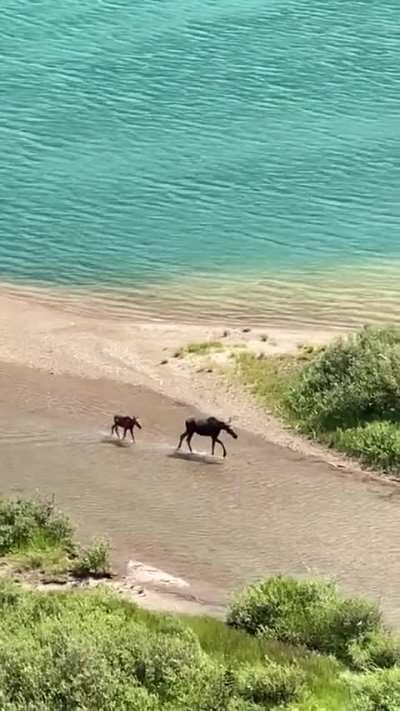 ? A mama moose and her calf enjoying a breath taking stroll through Glacier National Park