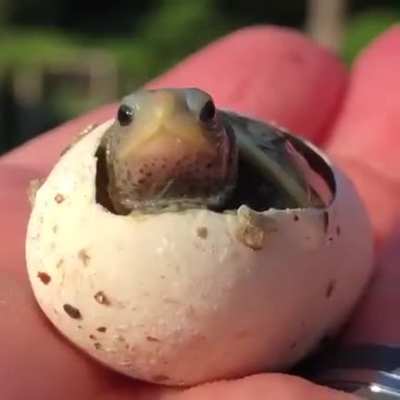 ? A baby turtle is being born.