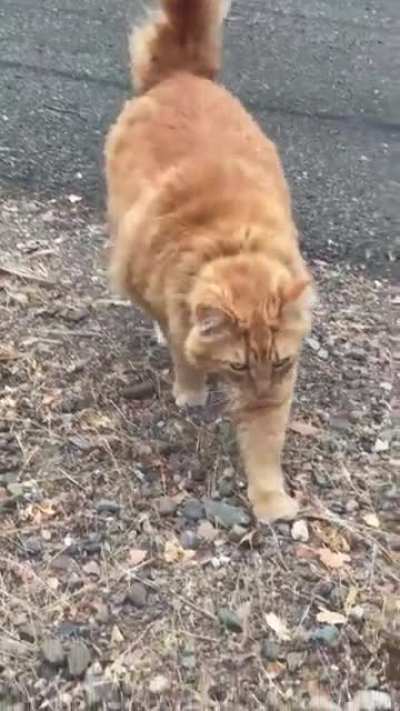 Meowing up a storm before I can even get in the house