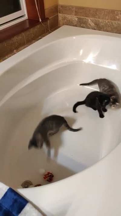 Kitties, balls and bathtubs