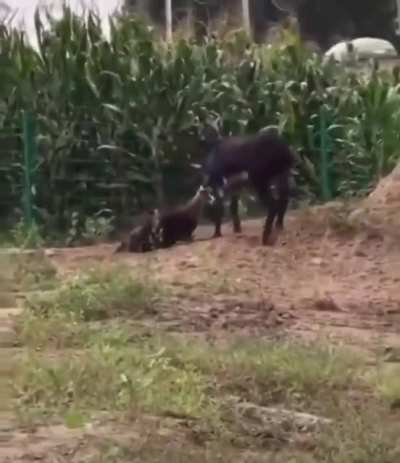 Animal karma!