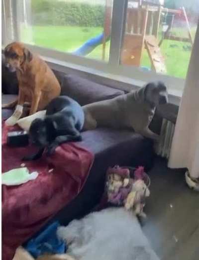 The tail gives it away...