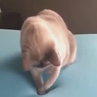 This cat’s first time seeing a memory foam mattress