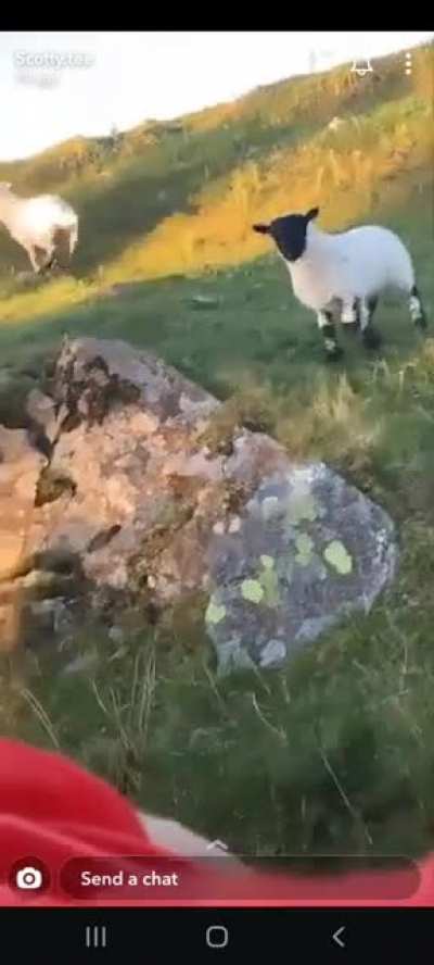 Baaa