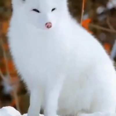 ?Arctic foxes have adapted to the harshest cold conditions without needing to hibernate in the winters,,